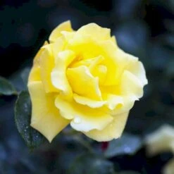 'Goldstern'® Rosa Kordesii 'Goldstern'® (Slyngrose) A-Kvalitet,- Barrods Roser Min. 3 Grene