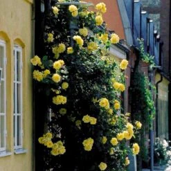 'Goldstern'® Rosa Kordesii 'Goldstern'® (Slyngrose) A-Kvalitet,- Barrods Roser Min. 3 Grene -Sirius Butik p1900 52414 rosa kordesii goldstern slyngrose 9feb