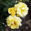 'Lichtkönigin Lucia'® Rosa X 'Lichtkönigin Lucia'® (Buketrose) A-Kvalitet,- Barrods Roser Min. 3 Grene