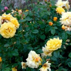 'Lichtkönigin Lucia'® Rosa X 'Lichtkönigin Lucia'® (Buketrose) A-Kvalitet,- Barrods Roser Min. 3 Grene 13 'Lichtkönigin Lucia'® Rosa X 'Lichtkönigin Lucia'® (Buketrose) A-Kvalitet,- Barrods Roser Min. 3 Grene -Sirius Butik p1901 52443 rosa x lichtkoenigin lucia buketrose e2a2