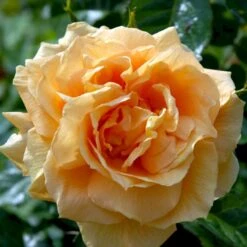 'Lichtkönigin Lucia'® Rosa X 'Lichtkönigin Lucia'® (Buketrose) A-Kvalitet,- Barrods Roser Min. 3 Grene 14 'Lichtkönigin Lucia'® Rosa X 'Lichtkönigin Lucia'® (Buketrose) A-Kvalitet,- Barrods Roser Min. 3 Grene -Sirius Butik p1901 52444 rosa x lichtkoenigin lucia buketrose dca3