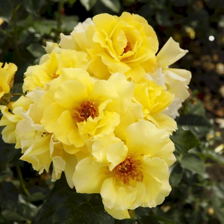 'Lichtkönigin Lucia'® Rosa X 'Lichtkönigin Lucia'® (Buketrose) A-Kvalitet,- Barrods Roser Min. 3 Grene 5 'Lichtkönigin Lucia'® Rosa X 'Lichtkönigin Lucia'® (Buketrose) A-Kvalitet,- Barrods Roser Min. 3 Grene - Billede 5