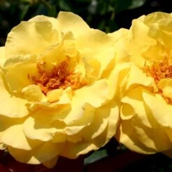 'Lichtkönigin Lucia'® Rosa X 'Lichtkönigin Lucia'® (Buketrose) A-Kvalitet,- Barrods Roser Min. 3 Grene 16 'Lichtkönigin Lucia'® Rosa X 'Lichtkönigin Lucia'® (Buketrose) A-Kvalitet,- Barrods Roser Min. 3 Grene -Sirius Butik p1901 53601 rosa x lichtkoenigin lucia buketrose 28cd