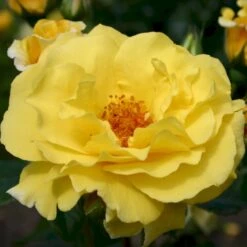 'Lichtkönigin Lucia'® Rosa X 'Lichtkönigin Lucia'® (Buketrose) A-Kvalitet,- Barrods Roser Min. 3 Grene 17 'Lichtkönigin Lucia'® Rosa X 'Lichtkönigin Lucia'® (Buketrose) A-Kvalitet,- Barrods Roser Min. 3 Grene -Sirius Butik p1901 53602 rosa x lichtkoenigin lucia buketrose c7da