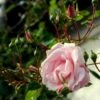 'New Dawn' Rosa X 'New Dawn' (Slyngrose) A-Kvalitet,- Barrods Roser Min. 3 Grene