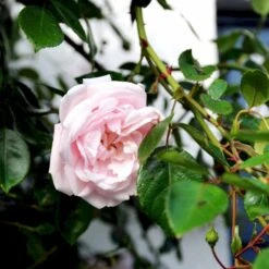 'New Dawn' Rosa X 'New Dawn' (Slyngrose) A-Kvalitet,- Barrods Roser Min. 3 Grene -Sirius Butik p1902 52479 rosa x new dawn slyngrose f6c4