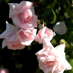 'New Dawn' Rosa X 'New Dawn' (Slyngrose) A-Kvalitet,- Barrods Roser Min. 3 Grene -Sirius Butik p1902 52480 rosa x new dawn slyngrose be37