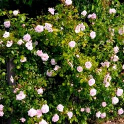 'New Dawn' Rosa X 'New Dawn' (Slyngrose) A-Kvalitet,- Barrods Roser Min. 3 Grene -Sirius Butik p1902 52481 rosa x new dawn slyngrose 6064