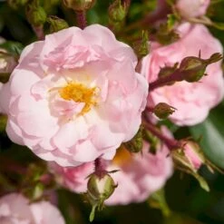 'Rosenholm'™ Rosa X 'Rosenholm'™ (Slyngrose) A-Kvalitet,- Barrods Roser Min. 3 Grene -Sirius Butik p1911 52253 rosa x rosenholm slyngrose 76c9