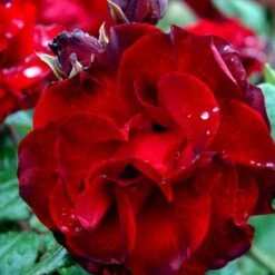 'Santana'® Rosa X 'Santana'® (Slyngrose) A-Kvalitet,- Barrods Roser Min. 3 Grene -Sirius Butik p1913 52891 rosa x santana slyngrose fc5a