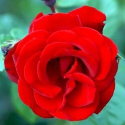 'Santana'® Rosa X 'Santana'® (Slyngrose) A-Kvalitet,- Barrods Roser Min. 3 Grene -Sirius Butik p1913 52892 rosa x santana slyngrose bab8