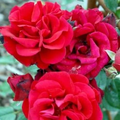 'Santana'® Rosa X 'Santana'® (Slyngrose) A-Kvalitet,- Barrods Roser Min. 3 Grene -Sirius Butik p1913 52893 rosa x santana slyngrose 14cb