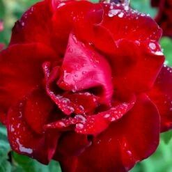 'Santana'® Rosa X 'Santana'® (Slyngrose) A-Kvalitet,- Barrods Roser Min. 3 Grene -Sirius Butik p1913 52894 rosa x santana slyngrose d573