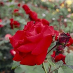 'Santana'® Rosa X 'Santana'® (Slyngrose) A-Kvalitet,- Barrods Roser Min. 3 Grene -Sirius Butik p1913 54036 rosa x santana slyngrose 0ca8