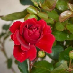 'That's Jazz'™ Rosa X 'That's Jazz'™ (Slyngrose) A-Kvalitet,- Barrods Roser Min. 3 Grene -Sirius Butik p1916 52257 rosa x that s jazz slyngrose 9352