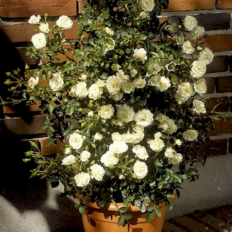 'Waltz'™ Rosa X 'Waltz'™ (Slyngrose) A-Kvalitet,- Barrods Roser Min. 3 Grene 1 'Waltz'™ Rosa X 'Waltz'™ (Slyngrose) A-Kvalitet,- Barrods Roser Min. 3 Grene