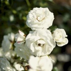 'Waltz'™ Rosa X 'Waltz'™ (Slyngrose) A-Kvalitet,- Barrods Roser Min. 3 Grene 8 'Waltz'™ Rosa X 'Waltz'™ (Slyngrose) A-Kvalitet,- Barrods Roser Min. 3 Grene -Sirius Butik p1918 52263 rosa x waltz slyngrose 34e2