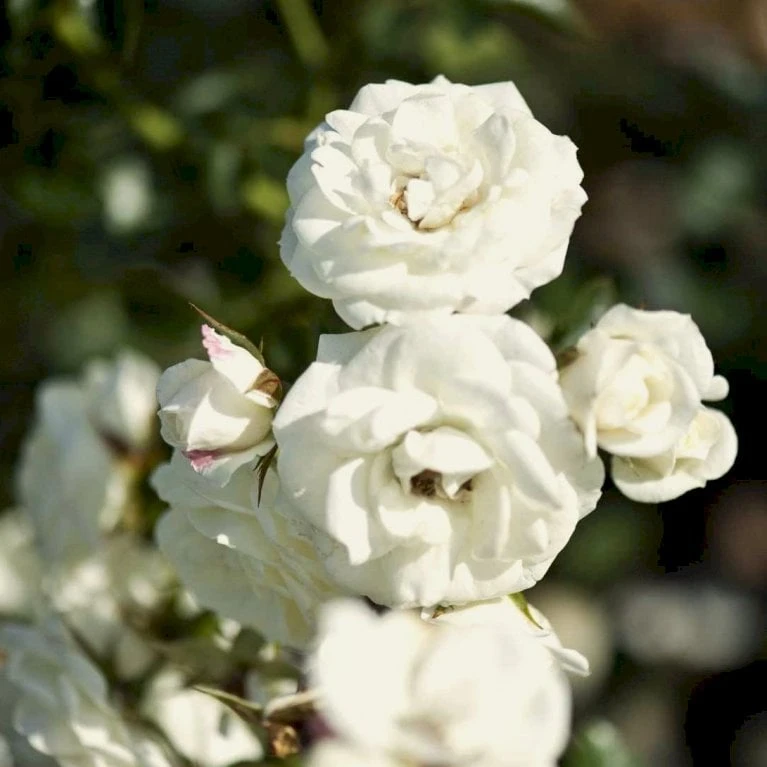 'Waltz'™ Rosa X 'Waltz'™ (Slyngrose) A-Kvalitet,- Barrods Roser Min. 3 Grene 3 'Waltz'™ Rosa X 'Waltz'™ (Slyngrose) A-Kvalitet,- Barrods Roser Min. 3 Grene - Billede 3