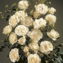 'Waltz'™ Rosa X 'Waltz'™ (Slyngrose) A-Kvalitet,- Barrods Roser Min. 3 Grene 9 'Waltz'™ Rosa X 'Waltz'™ (Slyngrose) A-Kvalitet,- Barrods Roser Min. 3 Grene -Sirius Butik p1918 52264 rosa x waltz slyngrose 4ba5