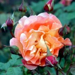 'Westerland'® Rosa X 'Westerland'® (Slyngrose) A-Kvalitet,- Barrods Roser Min. 3 Grene -Sirius Butik p1919 52926 rosa x westerland buskrose 248d