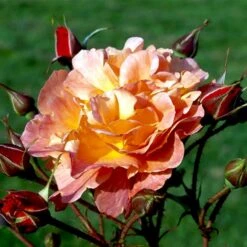 'Westerland'® Rosa X 'Westerland'® (Slyngrose) A-Kvalitet,- Barrods Roser Min. 3 Grene -Sirius Butik p1919 52928 rosa x westerland buskrose 192b