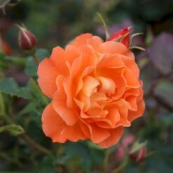 'Westerland'® Rosa X 'Westerland'® (Slyngrose) A-Kvalitet,- Barrods Roser Min. 3 Grene -Sirius Butik p1919 53676 rosa x westerland slyngrose 315c