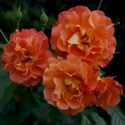 'Westerland'® Rosa X 'Westerland'® (Slyngrose) A-Kvalitet,- Barrods Roser Min. 3 Grene -Sirius Butik p1919 53677 rosa x westerland slyngrose 8f80