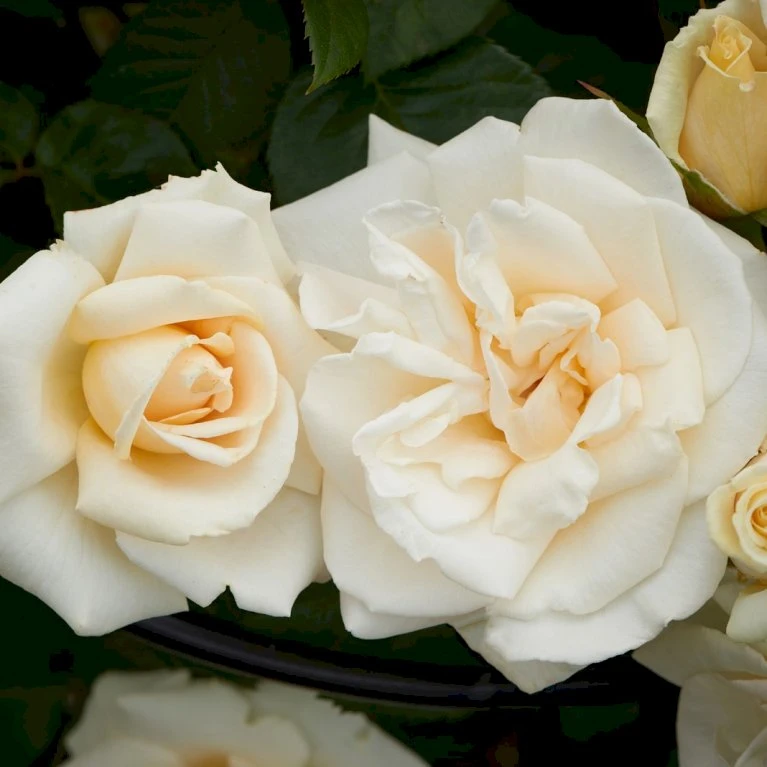 'White Nights'™ Rosa X 'White Nights'™ (Slyngrose) A-Kvalitet,- Barrods Roser Min. 3 Grene 1 'White Nights'™ Rosa X 'White Nights'™ (Slyngrose) A-Kvalitet,- Barrods Roser Min. 3 Grene