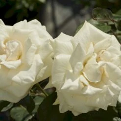 'White Nights'™ Rosa X 'White Nights'™ (Slyngrose) A-Kvalitet,- Barrods Roser Min. 3 Grene 8 'White Nights'™ Rosa X 'White Nights'™ (Slyngrose) A-Kvalitet,- Barrods Roser Min. 3 Grene -Sirius Butik p1920 52266 rosa x white nights slyngrose 2d54