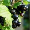 Solbær 'Titania' Ribes Nigrum 'Titania' 3,5 Liter Potte