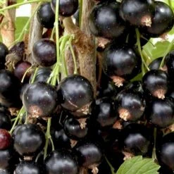 Solbær 'Titania' Ribes Nigrum 'Titania' 3,5 Liter Potte -Sirius Butik p1928 48790 ribes nigrum titania a4db