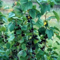 Solbær 'Titania' Ribes Nigrum 'Titania' 3,5 Liter Potte -Sirius Butik p1928 48791 ribes nigrum titania 637c