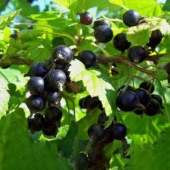 Solbær 'Titania' Ribes Nigrum 'Titania' 3,5 Liter Potte -Sirius Butik p1928 50630 ribes nigrum titania 9f37