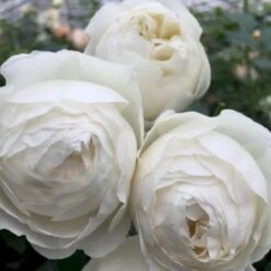 'Friheden'™ Rosa X 'Friheden'™ (Buketrose) A-Kvalitet,- Barrods Roser Min. 3 Grene -Sirius Butik p19464 51278 rosa x friheden buketrose a570