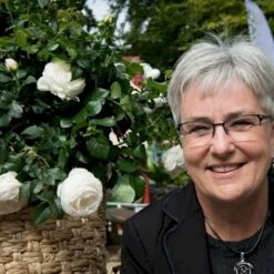 'Friheden'™ Rosa X 'Friheden'™ (Buketrose) A-Kvalitet,- Barrods Roser Min. 3 Grene -Sirius Butik p19464 51280 rosa x friheden buketrose 607c