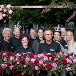 'Friheden'™ Rosa X 'Friheden'™ (Buketrose) A-Kvalitet,- Barrods Roser Min. 3 Grene -Sirius Butik p19464 51281 rosa x friheden buketrose a785