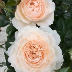 'Fru Nørby'™ Rosa X 'Fru Nørby'™ (Buketrose) A-Kvalitet,- Barrods Roser Min. 3 Grene -Sirius Butik p19465 51497 rosa x fru noerby buketrose 95a1