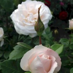 'Fru Nørby'™ Rosa X 'Fru Nørby'™ (Buketrose) A-Kvalitet,- Barrods Roser Min. 3 Grene -Sirius Butik p19465 51498 rosa x fru noerby buketrose 72f4