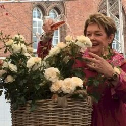 'Fru Nørby'™ Rosa X 'Fru Nørby'™ (Buketrose) A-Kvalitet,- Barrods Roser Min. 3 Grene -Sirius Butik p19465 51500 rosa x fru noerby buketrose bfc0