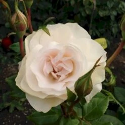 'Fru Nørby'™ Rosa X 'Fru Nørby'™ (Buketrose) A-Kvalitet,- Barrods Roser Min. 3 Grene -Sirius Butik p19465 51501 rosa x fru noerby buketrose 2d4d