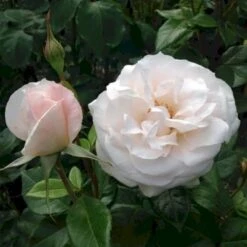 'Fru Nørby'™ Rosa X 'Fru Nørby'™ (Buketrose) A-Kvalitet,- Barrods Roser Min. 3 Grene -Sirius Butik p19465 51502 rosa x fru noerby buketrose 7653
