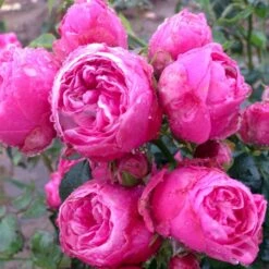 'Lise Nørgaard'™ Rosa X 'Lise Nørgaard'™ (Buketrose) A-Kvalitet,- Barrods Roser Min. 3 Grene -Sirius Butik p19466 51605 rosa x lise noergaard buketrose d7e8