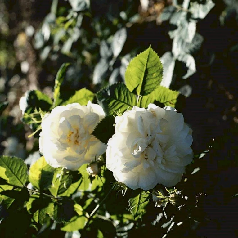 'Maxima' (syn. White Rose Of York) Rosa Alba 'Maxima' (Albarose) A-Kvalitet,- Barrods Roser Min. 3 Grene 1 'Maxima' (syn. White Rose Of York) Rosa Alba 'Maxima' (Albarose) A-Kvalitet,- Barrods Roser Min. 3 Grene