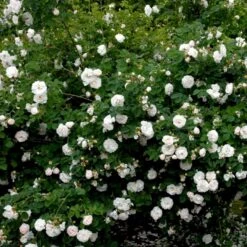 'Maxima' (syn. White Rose Of York) Rosa Alba 'Maxima' (Albarose) A-Kvalitet,- Barrods Roser Min. 3 Grene 8 'Maxima' (syn. White Rose Of York) Rosa Alba 'Maxima' (Albarose) A-Kvalitet,- Barrods Roser Min. 3 Grene -Sirius Butik p19480 52462 rosa alba maxima albarose be17