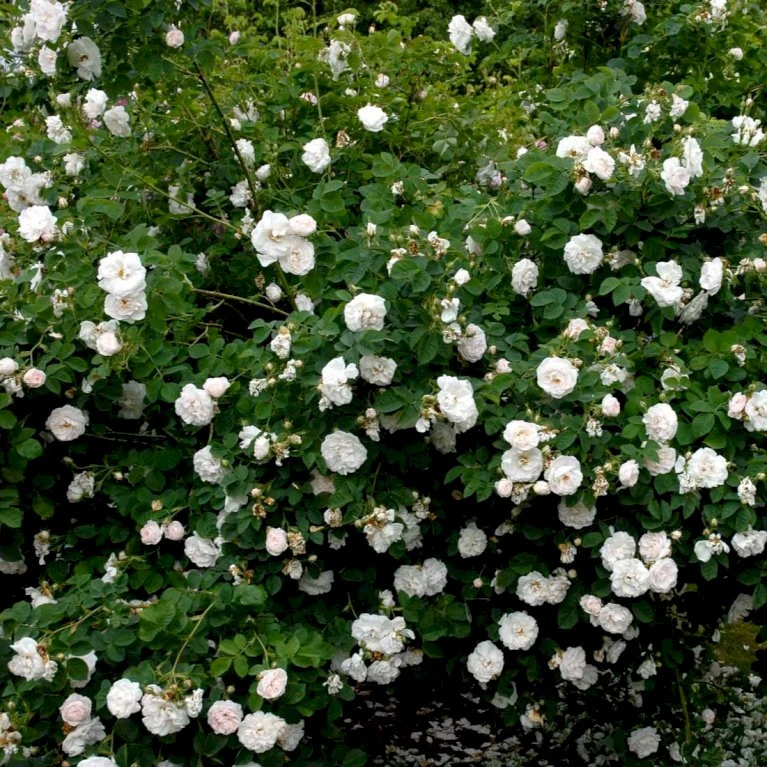 'Maxima' (syn. White Rose Of York) Rosa Alba 'Maxima' (Albarose) A-Kvalitet,- Barrods Roser Min. 3 Grene 3 'Maxima' (syn. White Rose Of York) Rosa Alba 'Maxima' (Albarose) A-Kvalitet,- Barrods Roser Min. 3 Grene - Billede 3