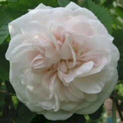 'Maxima' (syn. White Rose Of York) Rosa Alba 'Maxima' (Albarose) A-Kvalitet,- Barrods Roser Min. 3 Grene 9 'Maxima' (syn. White Rose Of York) Rosa Alba 'Maxima' (Albarose) A-Kvalitet,- Barrods Roser Min. 3 Grene -Sirius Butik p19480 52463 rosa alba maxima albarose 9394