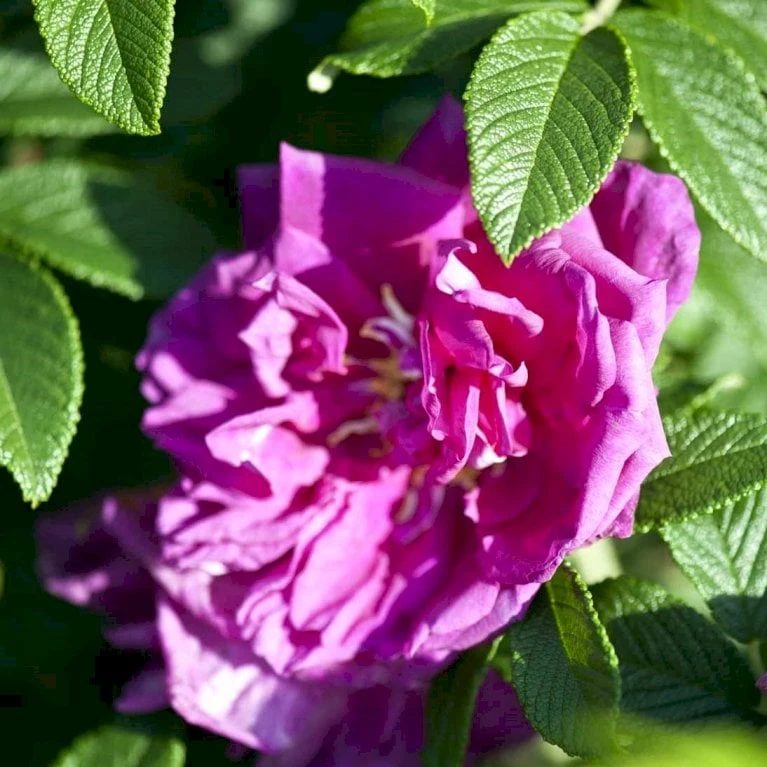 Rynket Rose 'Roseraie De L'Hay' Rosa Rugosa 'Roseraie De L'Hay' A-Kvalitet,- Barrods Roser Min. 3 Grene 1 Rynket Rose 'Roseraie De L'Hay' Rosa Rugosa 'Roseraie De L'Hay' A-Kvalitet,- Barrods Roser Min. 3 Grene