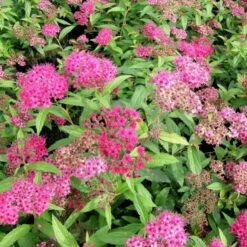 Spiræa 'Anthony Waterer' Spiraea X Bumalda 'Anthony Waterer' Potte 3,0 Liter,- 30-40 Cm.