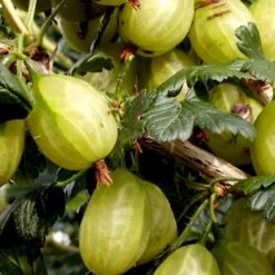 Stikkelsbær 'Invicta' Ribes Uva-crispa 'Invicta' 3,5 Liter Potte -Sirius Butik p1984 48807 ribes uva crispa invicta 2570