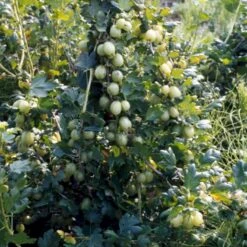 Stikkelsbær 'Invicta' Ribes Uva-crispa 'Invicta' 3,5 Liter Potte -Sirius Butik p1984 48808 ribes uva crispa invicta 07b0